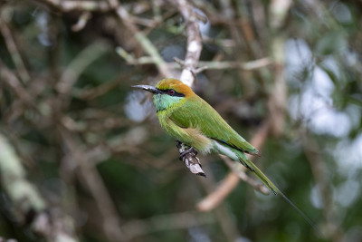 (小)绿色食蜂鸟(Merops orientalis);亚拉国家公园，斯里兰卡