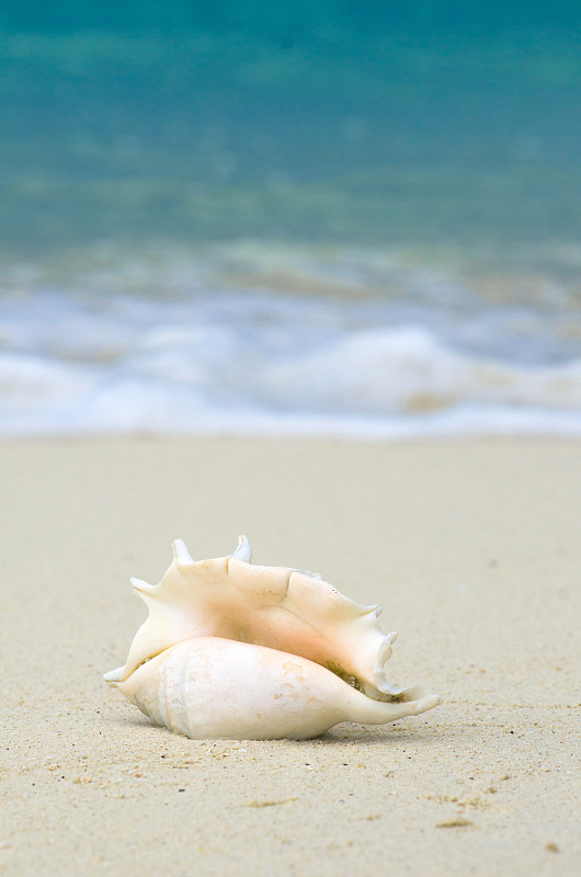 风景与贝壳在热带海滩附近的浪，利普岛泰国。