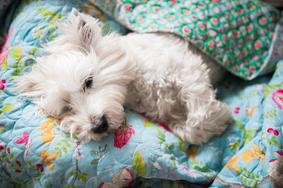 Sleeping Westie