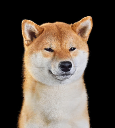 可爱的红色柴犬