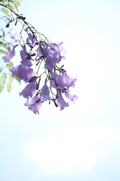 蓝花楹花