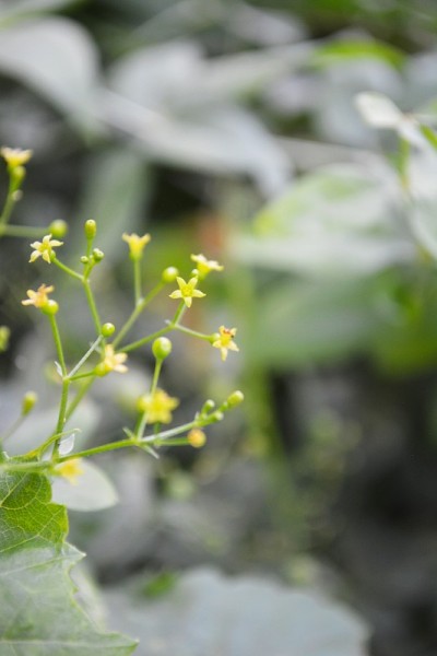小花