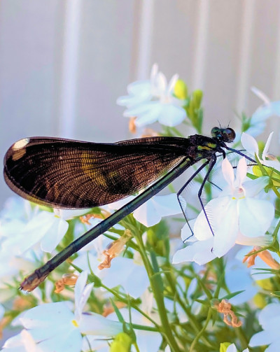 蜻蜓