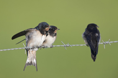 年幼的家燕(Hirundo rustica)栖息在带刺的铁丝网上等待喂食。