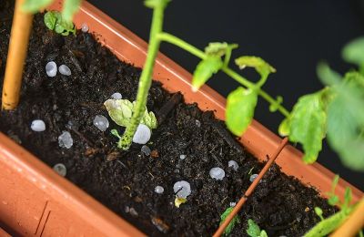 一种被冰雹包围的番茄小植物。晚上的照片
