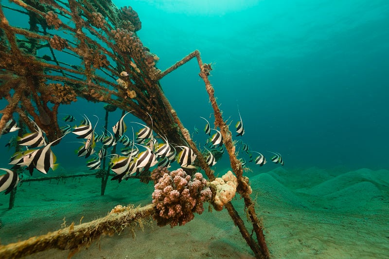 成群结队的旗鱼和红海中的水生生物。