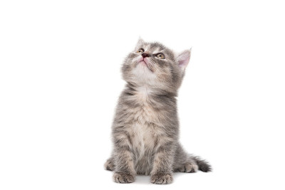 灰色小猫孤立在白色背景上。