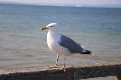 波罗的海Rügen岛宾茨的海鸥