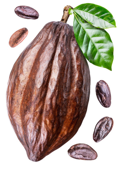 可可豆荚，可可叶和可可豆。