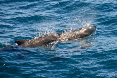 Long-finned Pilot Whales