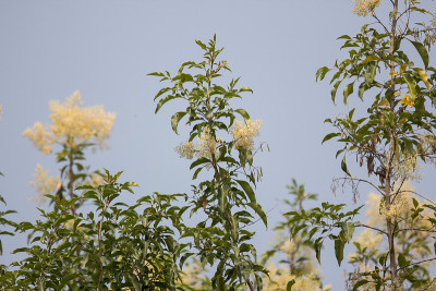 白色的花在蓝天或白蜡树