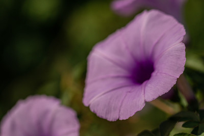 美丽的近距离紫色牵牛花在地上。