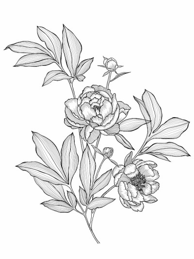 手绘牡丹孤立。鲜花花束。轮廓草图，详细线条图。