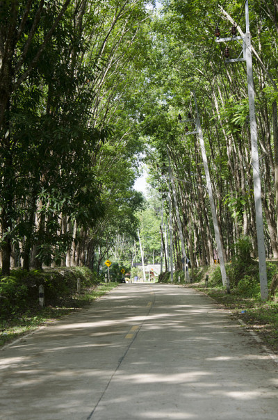 公路有丝林树或橡胶树种植隧道