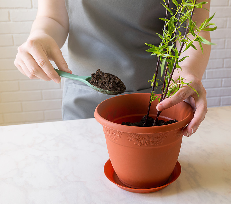 女孩用泥土在花盆里种了一株绿色植物。照顾家里的植物