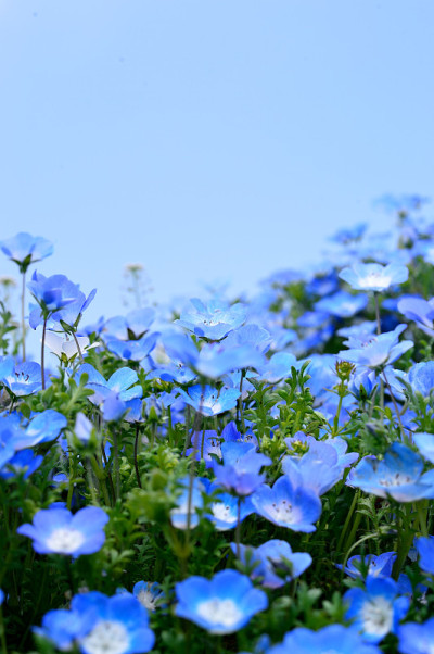 尼莫菲拉
