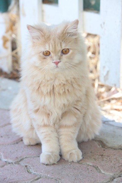 花园里的波斯小猫
