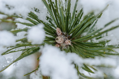 冬天的乡村景色有白雪和白色的森林