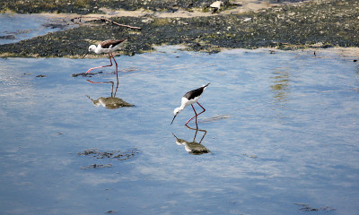 黑翼高跷(Himantopus Himantopus)。