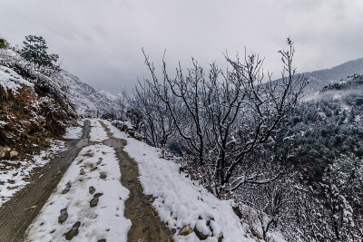 雪覆盖的道路周围的雪松在喜马拉雅山