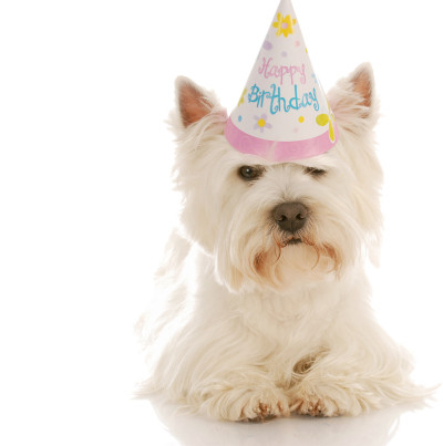 生日的狗