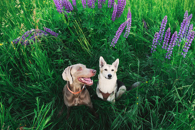 可爱的魏玛犬和牧羊犬坐在明亮的绿色
