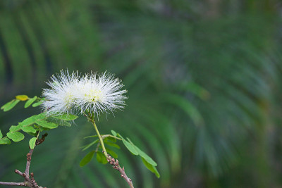 Calliandra haematocephala