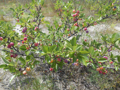 Prunus marítima(海滩李)植物。