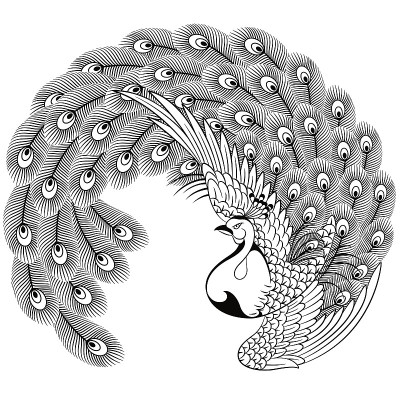 日本的孔雀