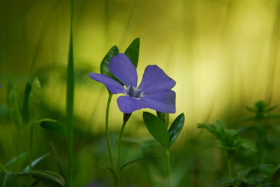 小长春花盛开在初夏的花坛上