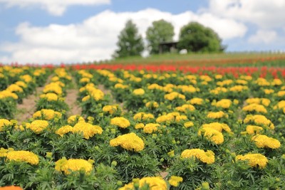 日本北海道美丽的花