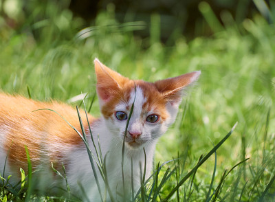 草丛里的小猫。