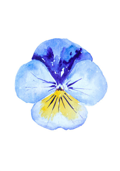 水彩画的吻我快花孤立在白色的背景。手绘的花园紫罗兰插图。潘西，心安神怡，游手好闲。