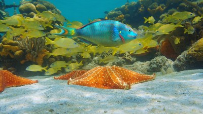 海星水下热带鱼加勒比海