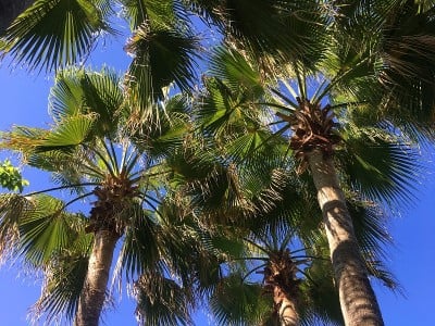 热带岛屿上的绿色棕榈树。