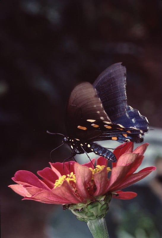 凤蝶(Papilio Troilus)