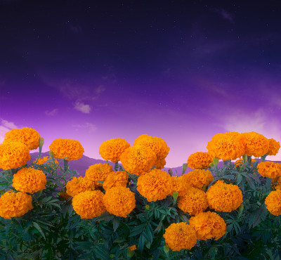 墨西哥圣坛上用于“亡灵节”的花