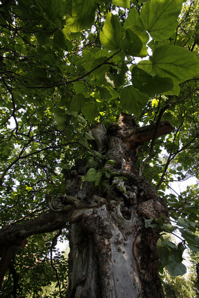Pumpwood