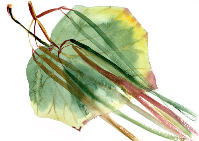 秋季植物标本室，黄绿色的梓叶和豆荚，水彩画在白色的背景