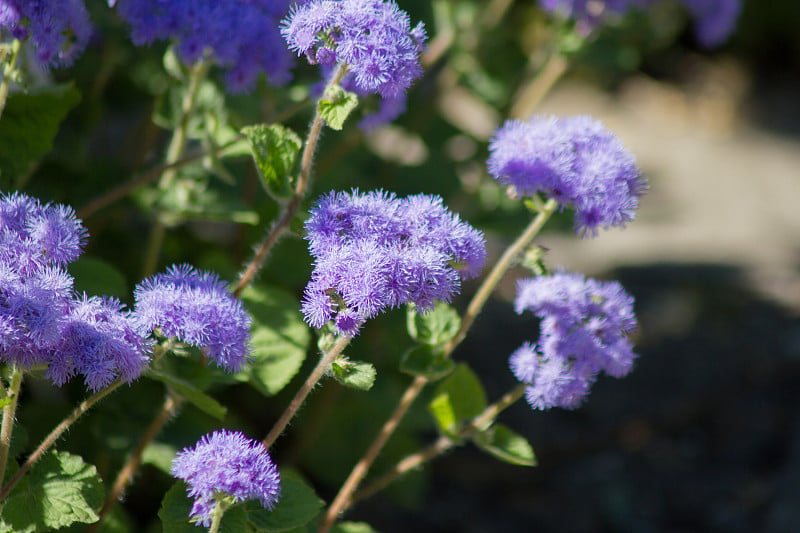 蓝色水貂(Ageratum houstonianum)特写