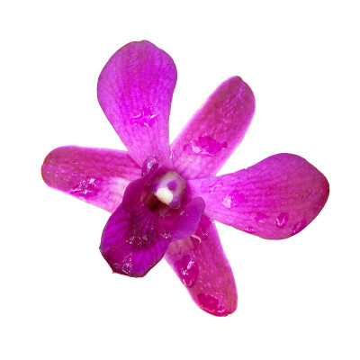 粉色兰花