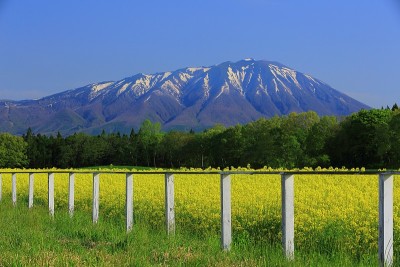 岩手山和油菜花