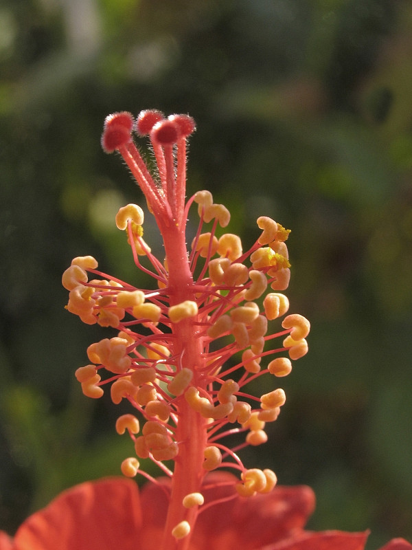 红花芙蓉、月季花