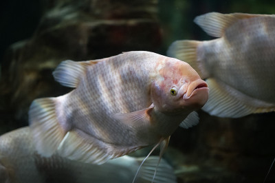 水族箱中游弋的白色巨足鱼