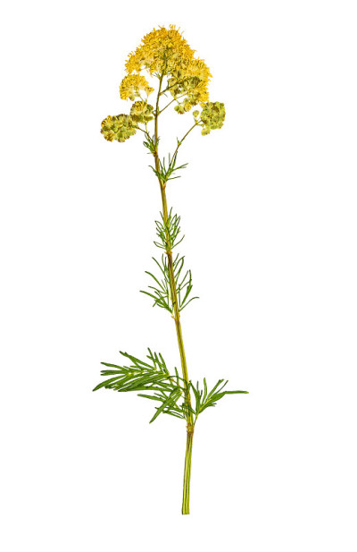 压榨和干花黄Thalictrum，分离