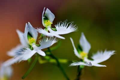 白鹭花