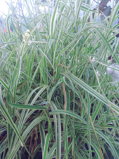 观赏花园草