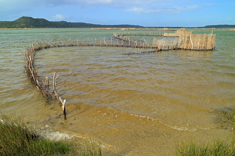 南非汤加兰科西湾河口建造的传统特松加渔网