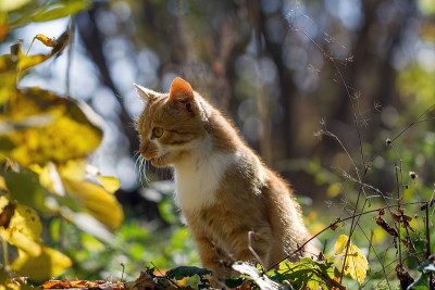 红头发的小猫我