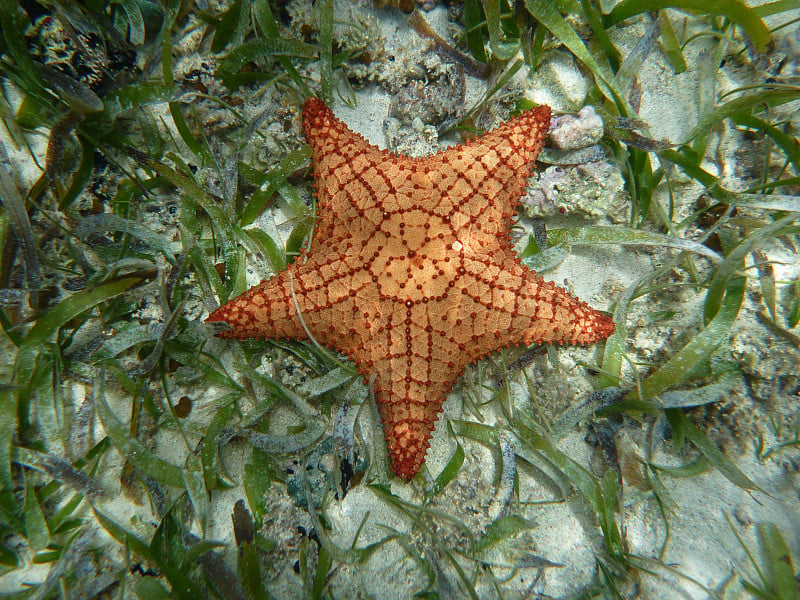 巴拿马加勒比岛的蓝色海水中的海星。中美洲